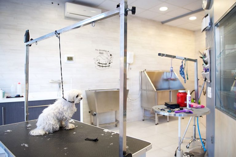 el raco de la mascota interior 2 768x513